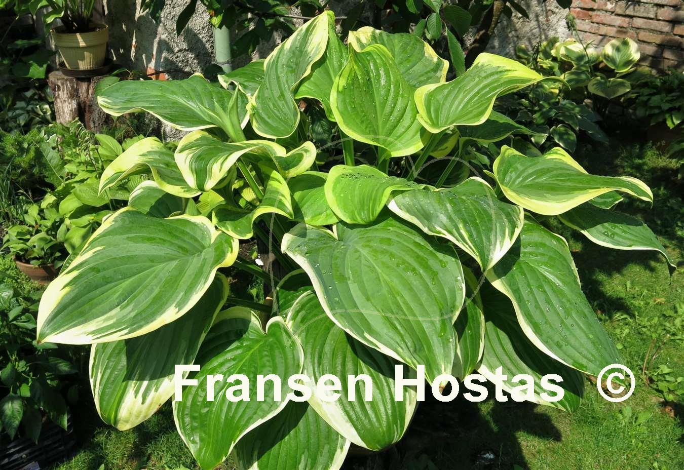 Hosta Fragrant King Fransen Hostas