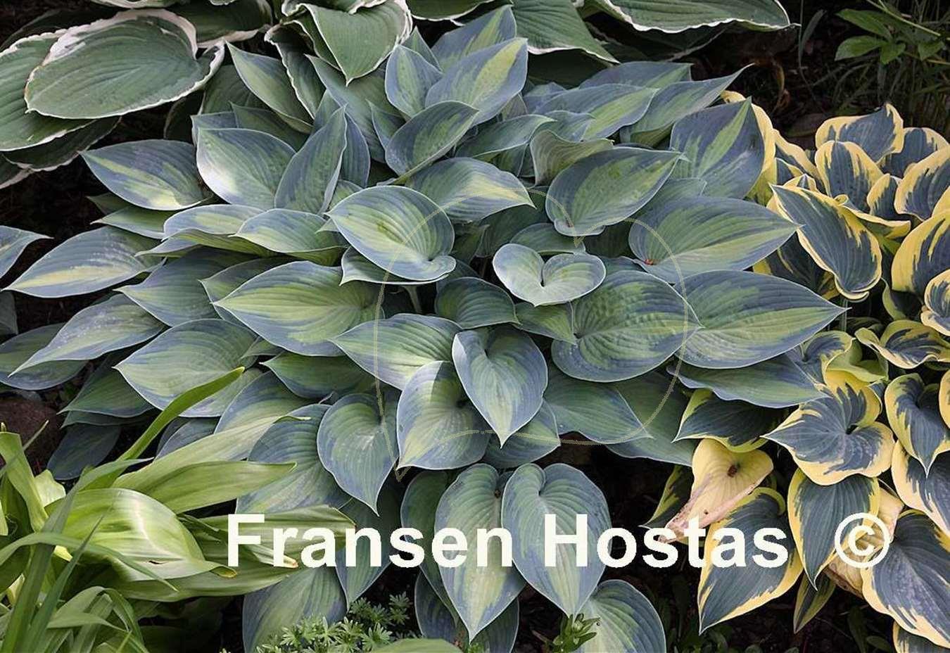 Hosta Paradise Joyce Funkie Fransen Hostas