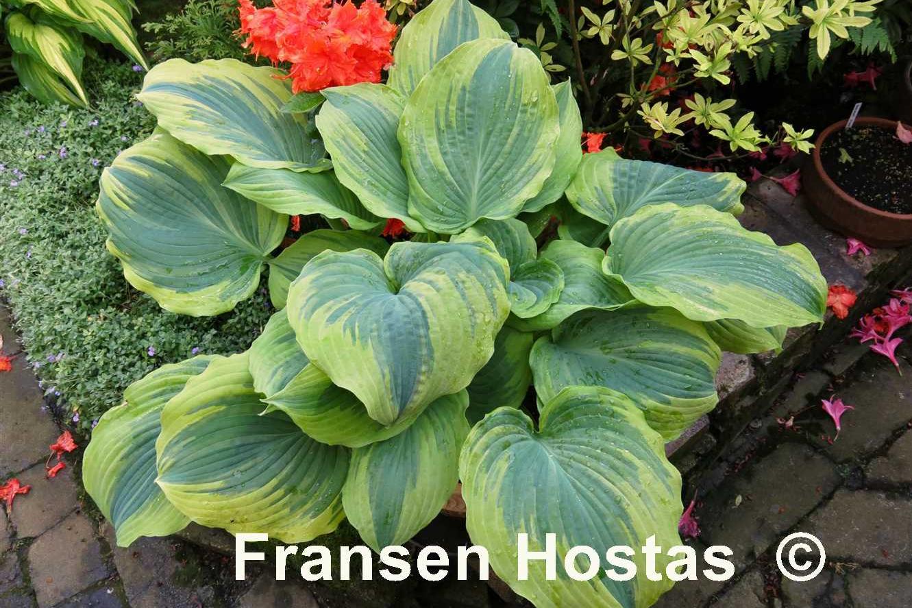 Hosta The King Fransen Hostas