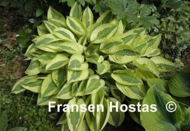 Hosta Yellow Polka Dot Bikini Fransen Hostas