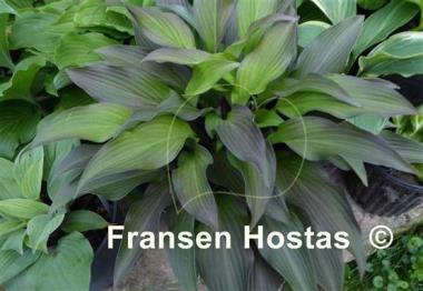 Hosta Bloodline