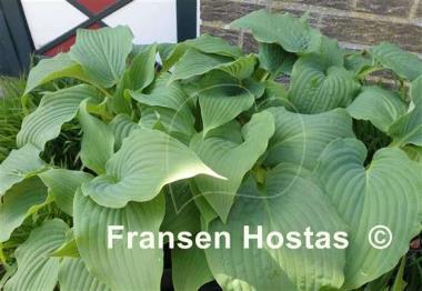 Hosta Blue Life