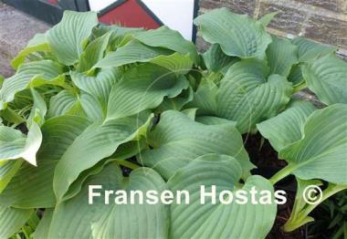 Hosta Blue Life