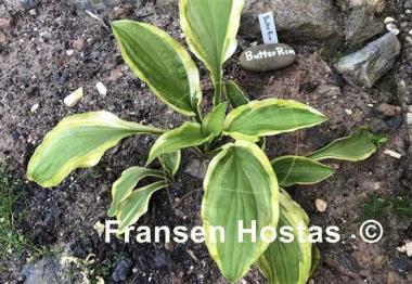 Hosta Butter Rim