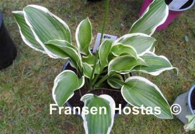 Hosta Butter Rim