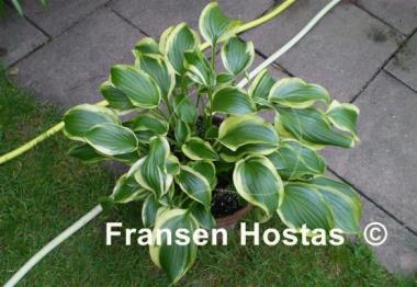 Hosta Butter Rim