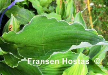 Hosta Chris' Black Ruffles