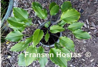 Hosta Chris' Black Ruffles