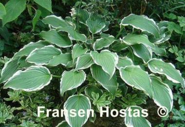 Hosta Crispula