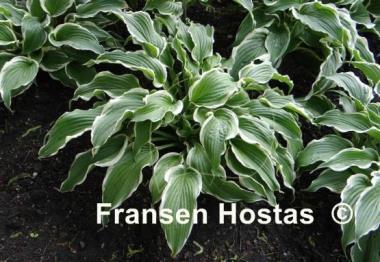 Hosta Crispula