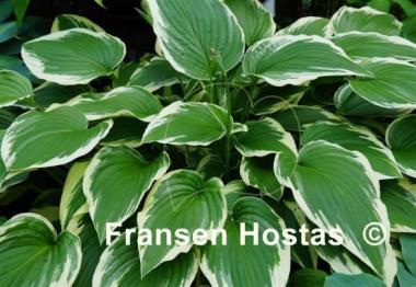 Hosta Crispula