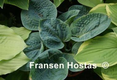 Hosta Dark Secret