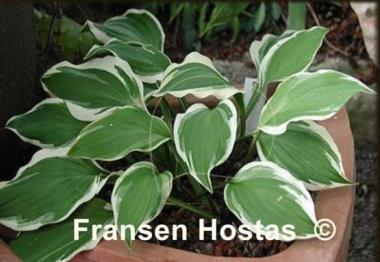 Hosta Duchess