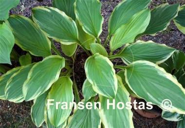 Hosta Duchess