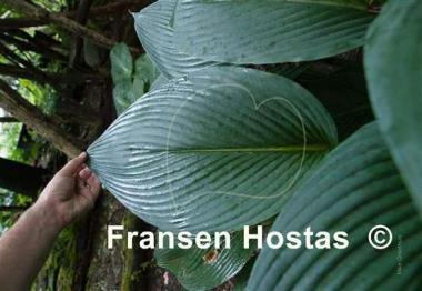 Hosta Feathervane