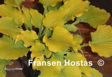 Hosta Frilly Fantasy