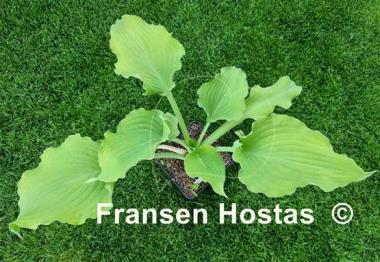 Hosta Frilly Fantasy