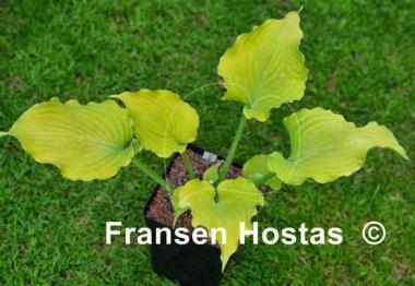 Hosta Frilly Fantasy