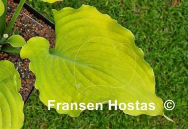 Hosta Frilly Fantasy