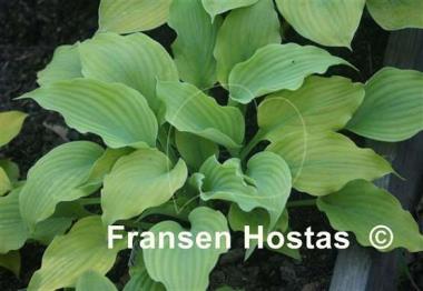 Hosta Frilly Fantasy