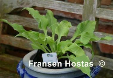 Hosta Frilly Fantasy