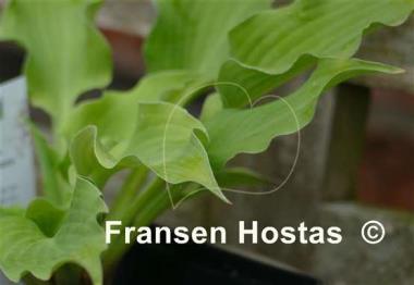 Hosta Frilly Fantasy