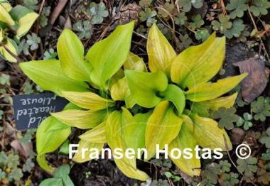 Hosta Gold Hearted Mouse