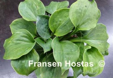 Hosta Green Point