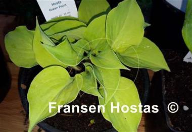 Hosta Green Point