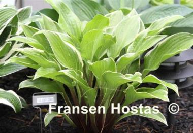 Hosta Lakeside Zesty Zeno