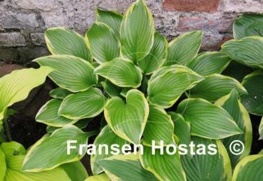 Hosta Lakeside Zesty Zeno