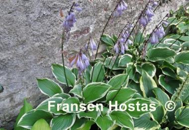 Hosta Lakeside Zesty Zeno