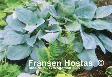 Hosta Linda Blue