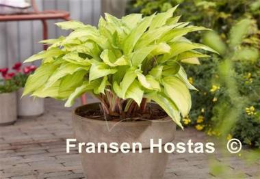 Hosta Lipstick Kiss