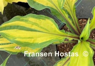 Hosta Lipstick Kiss