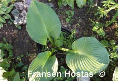 Hosta Mississippi Delta