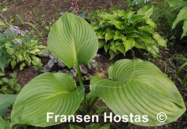 Hosta Mississippi Delta