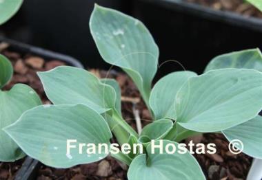 Hosta Moongate Little Dipper