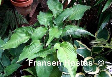 Hosta Mysterious Stranger