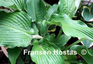 Hosta Mysterious Stranger