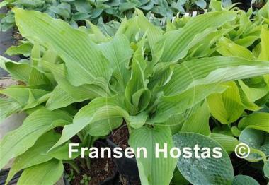 Hosta Mysterious Stranger