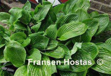 Hosta Nothing but Sweetness