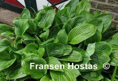 Hosta Nothing but Sweetness