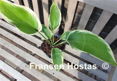 Hosta Oyster Bar