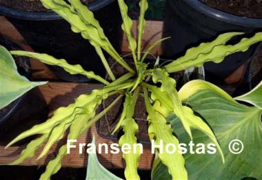 Hosta 'Party Streamers