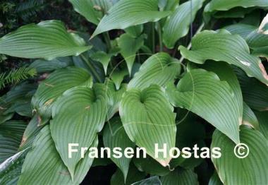 Hosta Red Baron