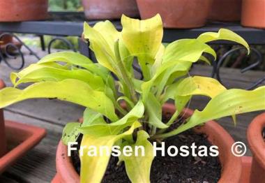 Hosta Surfing Mouse