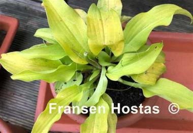 Hosta Surfing Mouse