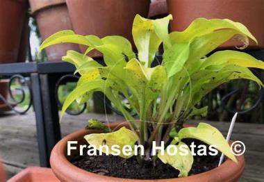 Hosta Surfing Mouse