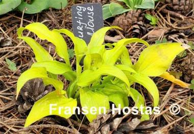 Hosta Surfing Mouse